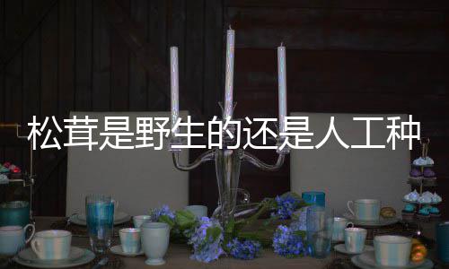 人工还是种的松茸是野生的